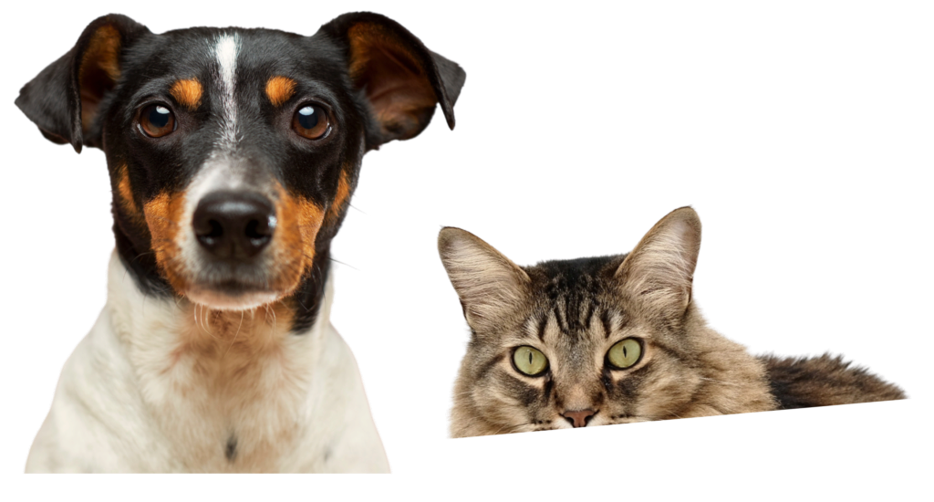 perrito blanco con manchas negras y marrones en la cara y gato  gris con ojos verdes