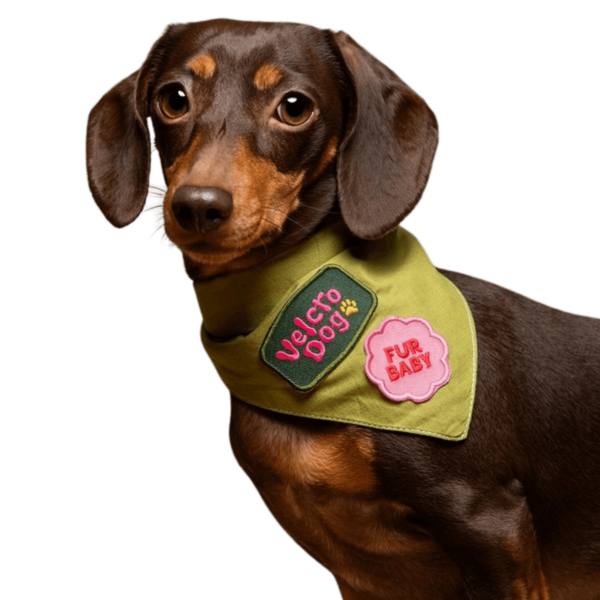 perro salchicha marron con bandana verde con parches en el cuello