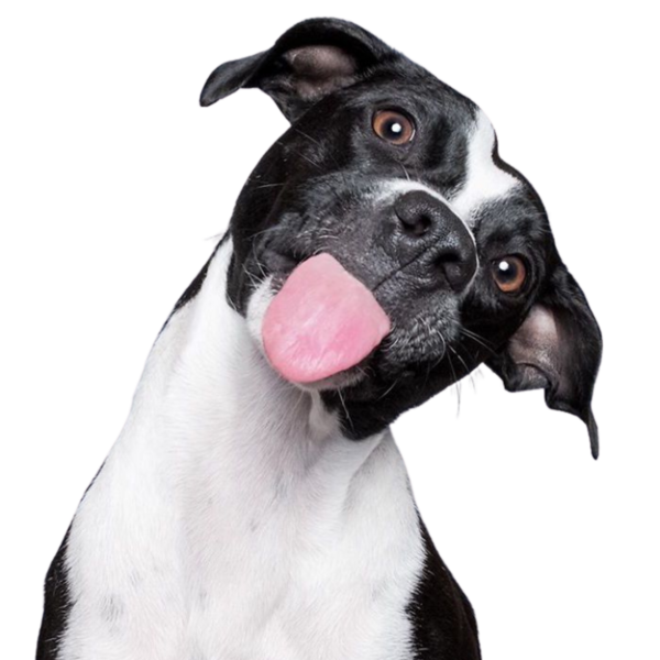 perro blanco con negro sacando la lengua