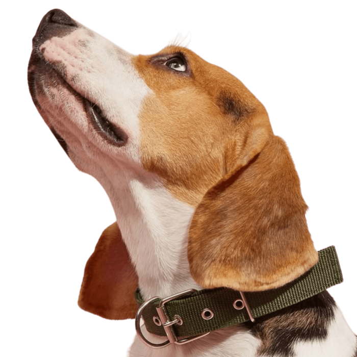 perro beagle viendo hacia un costado